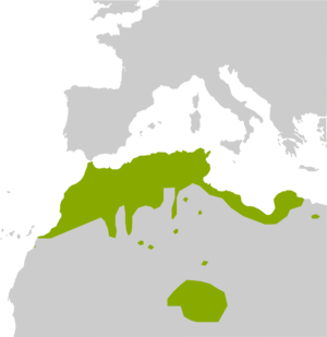 Pelophylax saharicus range Map.png