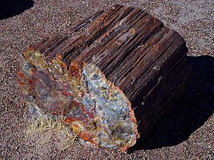 PetrifiedWood