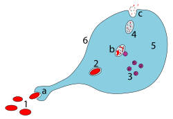 Phagocytosis ZP