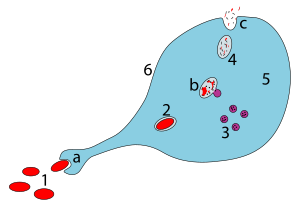 Phagocytosis ZP