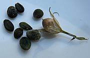 Phlox paniculata fruit and seeds