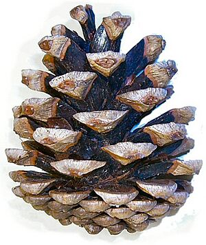 Pinus nigra cone