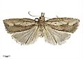 Planotortrix notophaea AMNZ21755