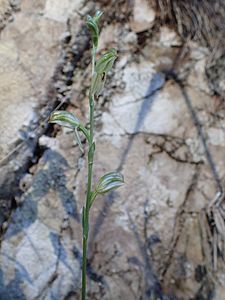 Pterostylis major (habit)