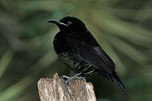 Ptiloris victoriae -Daintree, Queensland, Australia-8 (1).jpg