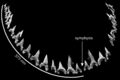Reconstructed lower dentition of Cardabiodon ricki holotype