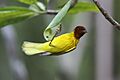 Resident adult male yellow or mangrove warbler