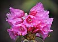 Rhododendron Sikkim