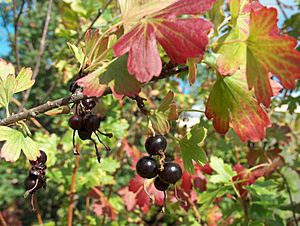 Ribes aureum berries