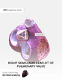 Right semilunar leaflet of pulmonary valve
