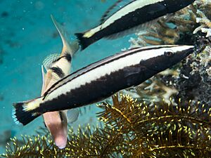 Ring wrasse juvenile (Hologymnosus annulatus) (35894932271).jpg