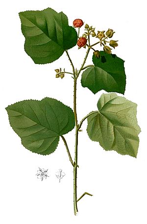 Rubus moluccanus Blanco2.393-cropped.jpg