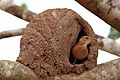 Rufous hornero (Red ovenbird)(Furnarius rufus) and nest (2)