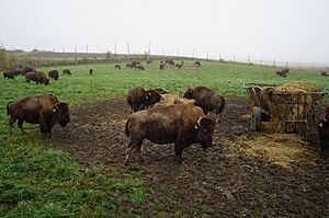Saint-Prosper-de-Champlain Bison (captive) (1)