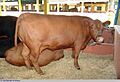 Santa Gertrudes 250307 4