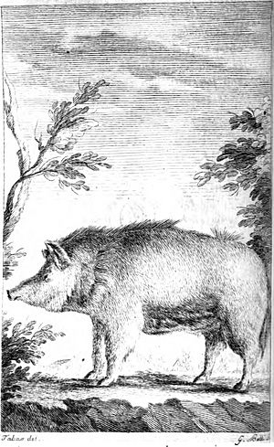 Sardinian pig, from Cetti 1774