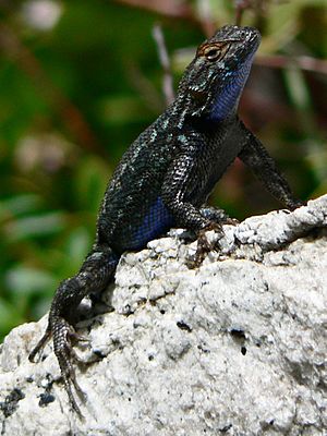Western fence lizard Facts for Kids
