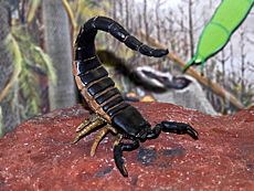 Scorpiones - Palaeophonus nuncius