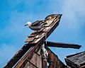 Seaside Heermann's Gull on McDonald's ruins