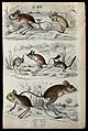 Seven different specimen of the family of Dipodidaes (jerboa Wellcome V0020923EL