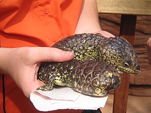 Shingleback lizard Australia
