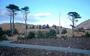 Sitka Spruce Plantation (20546572495)