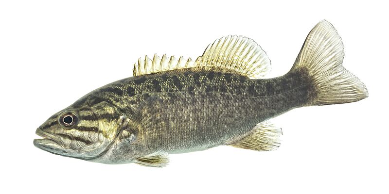 Smallmouth Bass (49561724026)
