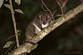 Southern Brown Cuscus, photo by CNZdenek & AJBurnett