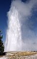 Splendid geyser yellowstone national park