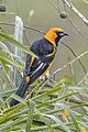 Spot-breasted oriole (Icterus pectoralis pectoralis) Copan