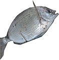 Spottail Pinfish fishing