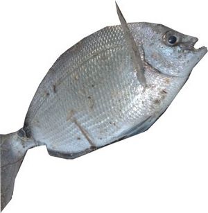 Spottail Pinfish fishing.jpg