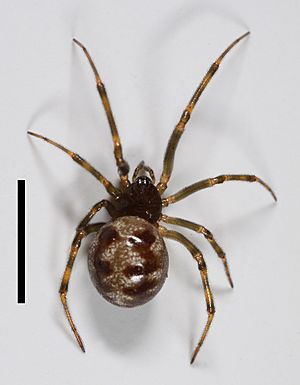 Steatoda triangulosa (Walckenaer, 1802) 1638441185.jpg