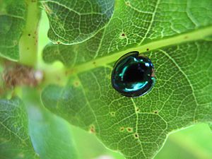 Steelblue Ladybird (Halmus chalybeus) on leaf.jpg