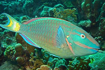 Stoplight-parrotfish