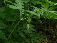 Stylophorum diphyllum pods