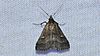 Tetanolita mynesalis - Smoky Tetanolita Moth (10484452323).jpg