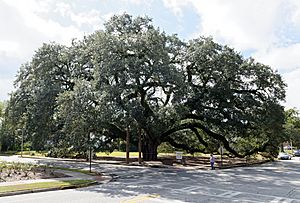 The Big Oak, Thomasville, GA, US