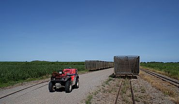Transporting harvested sugarcane on a cane tramway to the sugar mill, Macknade, 2008.jpg