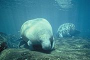 Two west Indian manatee trichechus manatus foraging for food.jpg