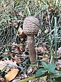 Unopened parasol mushroom