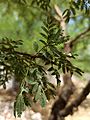 Vachellia farnesiana or Acacia farnesiana - leaves I