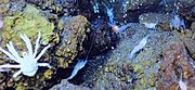 VonDamm Crustaceans