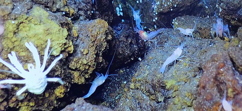 VonDamm Crustaceans