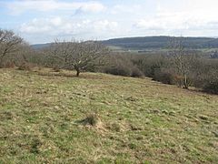 Open grassland with some small trees, Hills in the distance