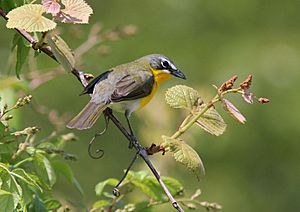 Yellow-breasted Chat 1