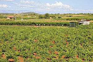 Young Grape Vines, Stari Grad (5970770474)