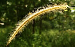 Wild grass found in Sooranad