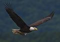 2010-bald-eagle-with-fish
