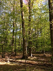 2013-05-04 17 18 04 Stunted white oak saplings beneath the large white oak near the tributary to the West Branch Shabakunk Creek between Walton and Farrell Avenues